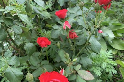 Ngày phụ nữ Việt Nam 20/10